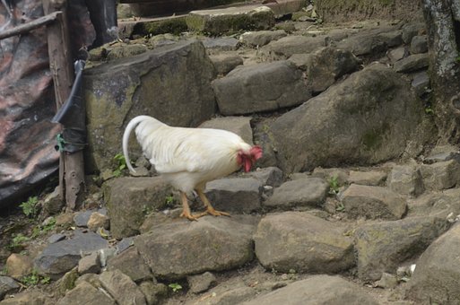 Free Chicken Rooster photo and picture