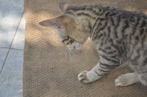 Free Cats Animal photo and picture