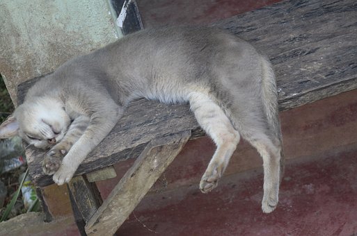 Free Cats Animal photo and picture