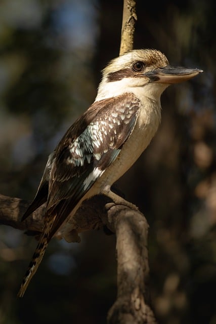Free Kookaburra Bird photo and picture