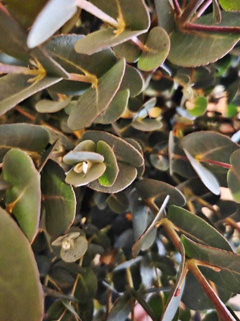 Free Eucalyptus Gardening photo and picture