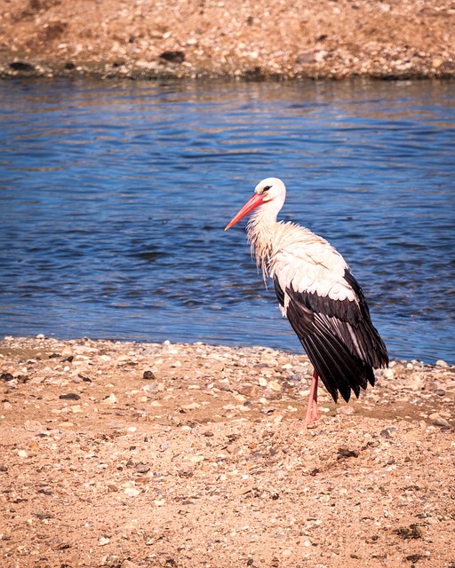 Cigüeña, Emscher, Delta Del Emscher