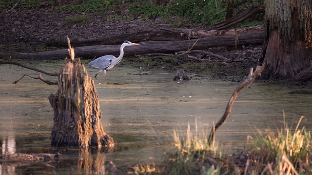 Garza, Rotbachtal