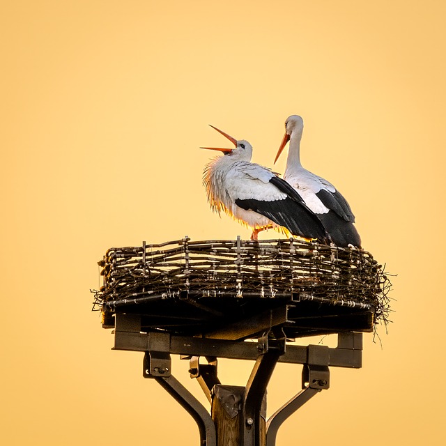 Cigüeña, Naturaleza, Cigüeñas, Pájaro