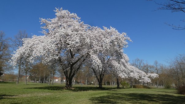 Třešňový Květ, Jaro, Třešeň, Květ