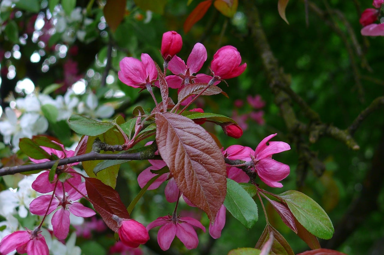 Let Spring Bloom Download Spring, Bloom, Flowering. Royalty-Free Stock Illustration ...