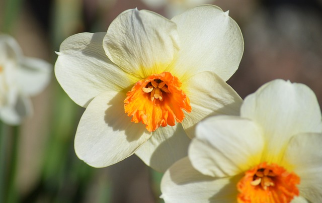 Free Daffodils Beautiful Flowers photo and picture