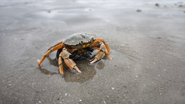 Free Crab Sea photo and picture