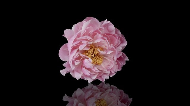 Free peony nature flower illustration