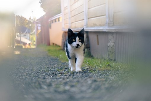 Free Cat Walks photo and picture