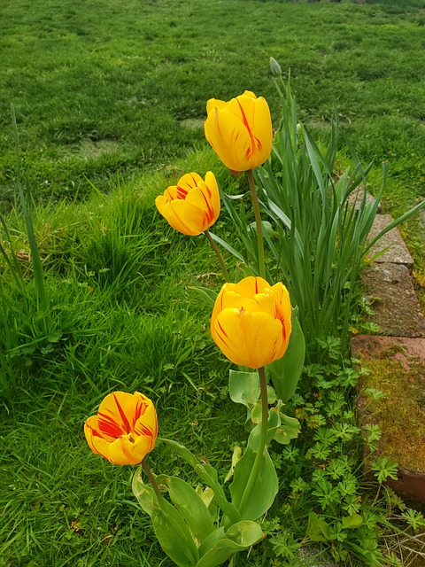 Blumen, Natur, Blüte, Blütenblätter