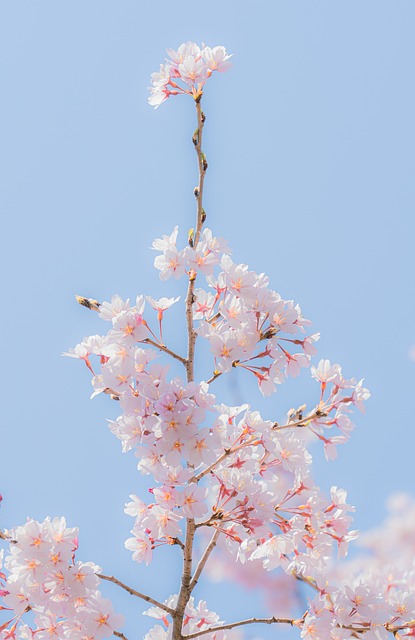 Cherry Blossom, Forår, Natur, Blomster