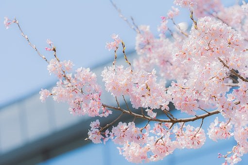 Cherry Blossom, Forår, Natur, Blomster