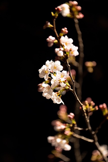Cherry Blossom, Forår, Natur, Blomster