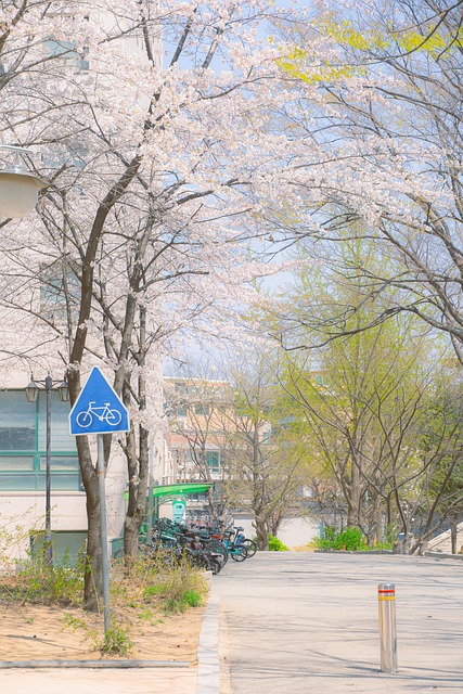 Cherry Blossom, Forår, Natur, Blomster