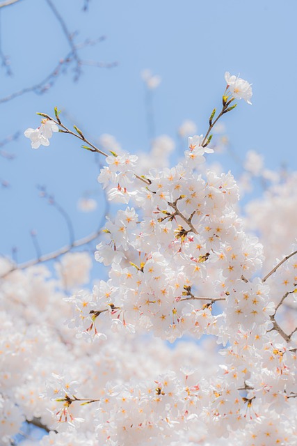 Blomster, Cherry Blossom, Forår