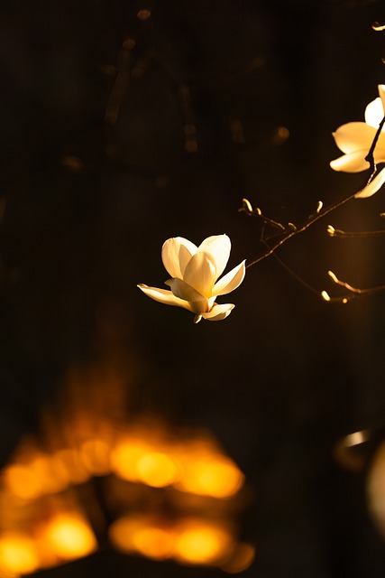Blomster, Forår, Blomstre, Plante