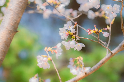 Blomster, Cherry Blossom, Forår