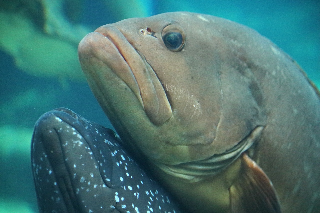 Simple Fish Nature Fish Nature Water - Free photo on Pixabay
