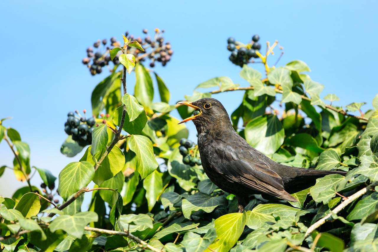 Download free HD stock image of Blackbird Bird Free Blackbird Bird photo and picture