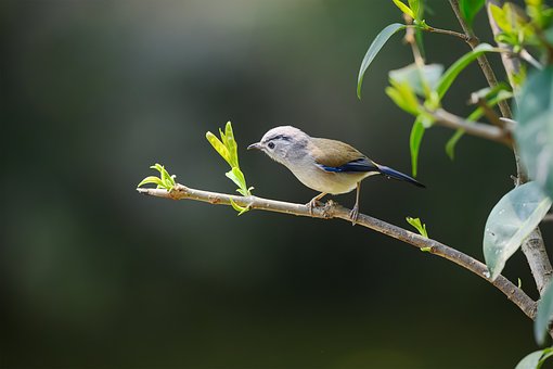 Free Bird Wildlife photo and picture