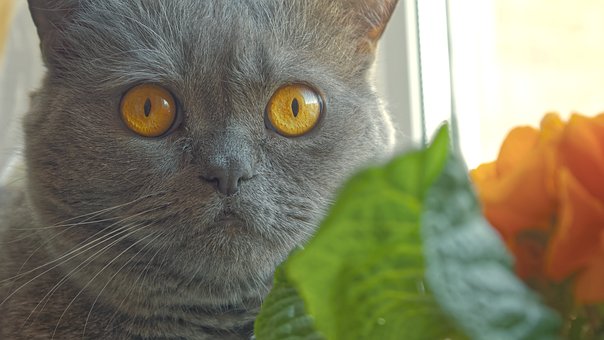 Free Animals Milka photo and picture