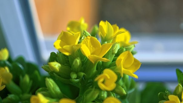 Free Flowers Flower Closeup photo and picture