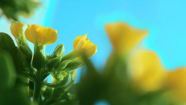 Free Flowers Flower Closeup photo and picture