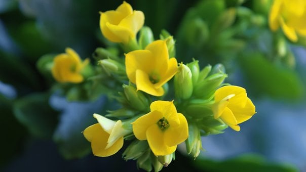 Free Flowers Flower Closeup photo and picture