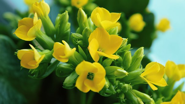 Free Flowers Flower Closeup photo and picture