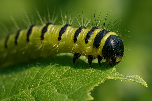 Landskapsarbeid, Makro
