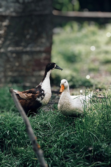 Free Wildlife Duck photo and picture