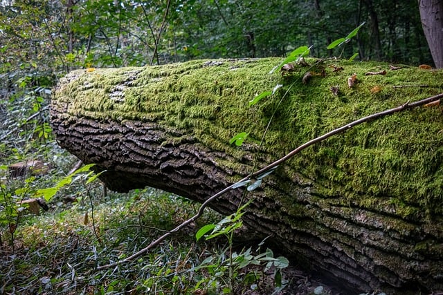 Baum, Die Natur, Moos, Wald, Vegetation