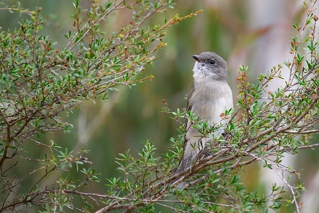 Free Grey Shrikethrush Grey Shrike-Thrush photo and picture