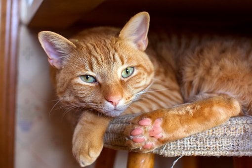 Mačka, Oranžová, Tabby, Odpočíva