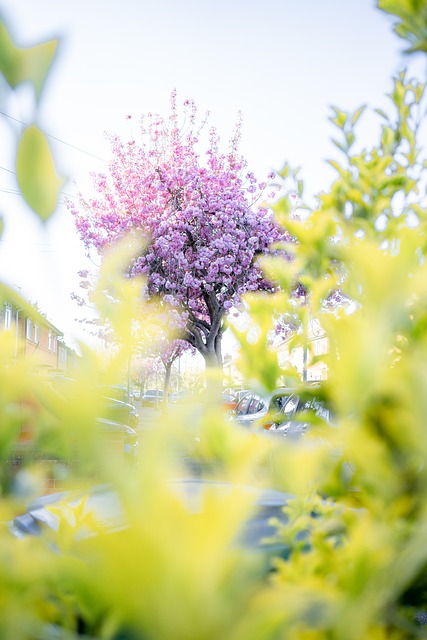 Primavera, Naturaleza, Árbol, Bloom