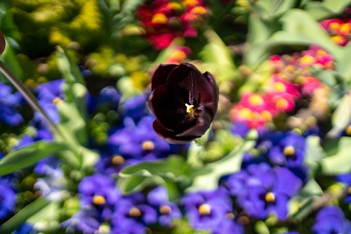 Primavera, Naturaleza, Árbol, Bloom