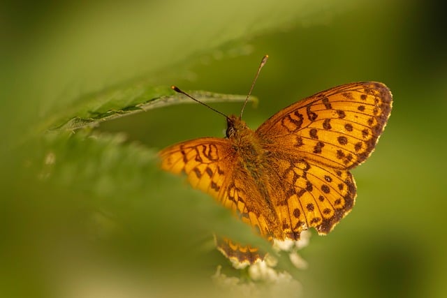 Free Nature Bloom photo and picture