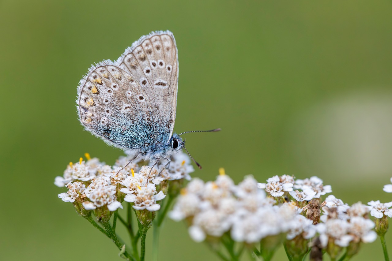 Butterfly - free online jigsaw puzzle photo