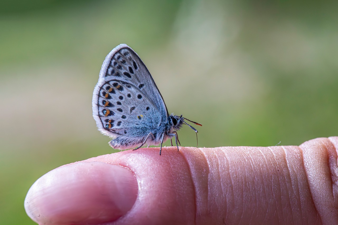 Nature - free online jigsaw puzzle photo