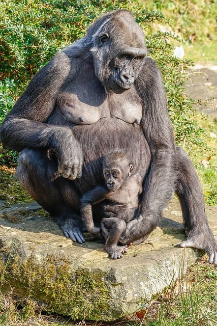 gorilla, monkey, nature, animal