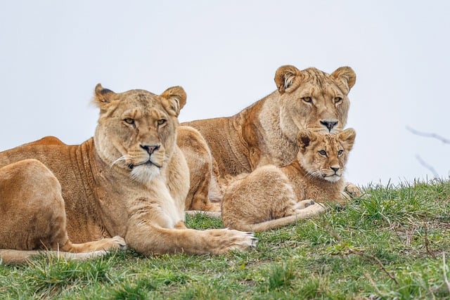 Free Lion Nature photo and picture