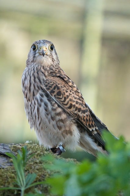 Free Kestrel Falcon photo and picture