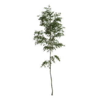 Free Tree Alpha illustration and picture