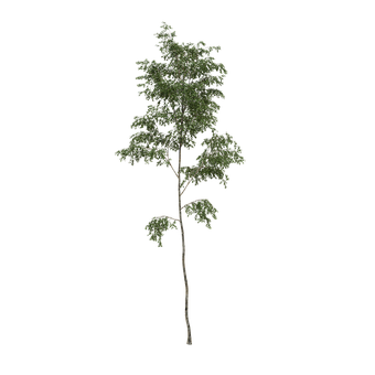 Free Tree Alpha illustration and picture