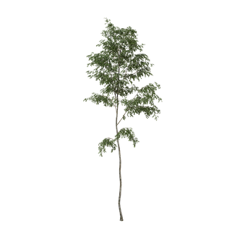 Free Tree Alpha illustration and picture