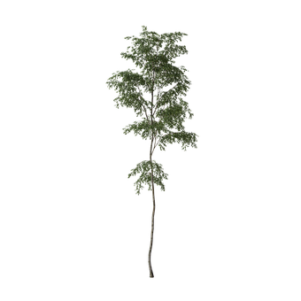 Free Tree Alpha illustration and picture