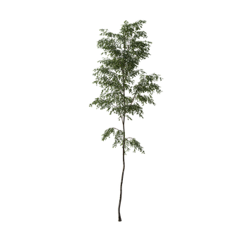Free Tree Alpha illustration and picture