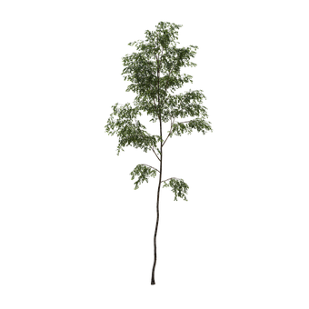 Free Tree Alpha illustration and picture