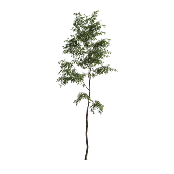 Free Tree Alpha illustration and picture